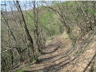  Sentiero nel bosco ad inizio primavera - Savignone - 2011 - Woods - Summer - Voto: Non  - Last Visit: 5/3/2024 10.49.38 