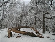  The crack - Savignone - 2004 - Woods - Winter - Voto: Non  - Last Visit: 24/9/2023 17.17.24 