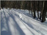  Tracce di cinghiale nella neve - Savignone - 2005 - Woods - Winter - Voto: Non  - Last Visit: 30/10/2023 1.43.27 