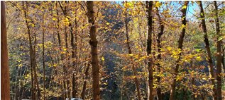  Visione autunnale - Savignone - 2023 - Woods - Winter - Voto: Non  - Last Visit: 19/4/2025 11.6.7 