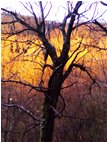  Winter wood: sunset light (Nokia N70) - Savignone - 2007 - Woods - Winter - Voto: Non  - Last Visit: 18/9/2023 21.23.58 
