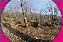  Working in woods awaiting spring - Savignone - 2007 - Woods - Winter - Voto: Non  - Last Visit: 24/1/2024 17.56.22 