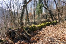  L'albero caduto - Savignone - 2008 - Woods - Winter - Voto: Non  - Last Visit: 13/4/2024 20.11.19 