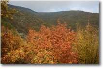 Fotografie ValBrevenna - Boschi - Colori d'autunno in Valbrevenna