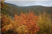  Colori d'autunno in Valbrevenna - ValBrevenna - 2006 - Boschi - Inverno - Voto: Non  - Last Visit: 25/8/2022 18.46.57 