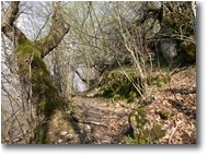 Fotografie ValBrevenna - Boschi - Sentiero tra Crosi e Carsi