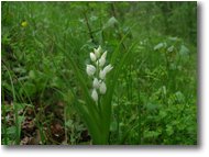 Foto ValBrevenna - Fiori&Fauna - Una liliacea