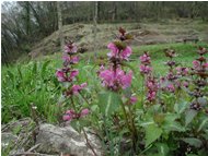  Lamium purpureum labiata - ValBrevenna - 2004 - Fiori&Fauna - Estate - Voto: 10   - Last Visit: 27/9/2023 22.21.54 