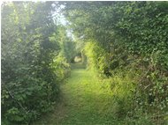  Galleria vegetale sopra a Frassineto - ValBrevenna - 2020 - Landscapes - Summer - Voto: Non  - Last Visit: 12/12/2024 17.4.2 