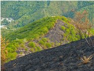  Incendio sul Monte Proventino, Valbrevenna - ValBrevenna - 2017 - Panorami - Estate - Voto: Non  - Last Visit: 25/5/2024 9.23.22 
