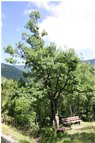  Bivio per il mulino di Tonno - ValBrevenna - 2014 - Woods - Summer - Voto: Non  - Last Visit: 13/4/2024 20.28.33 
