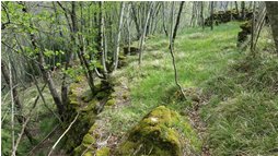  Discesa al mulino di Tonno - ValBrevenna - 2016 - Woods - Summer - Voto: Non  - Last Visit: 30/9/2023 8.57.53 