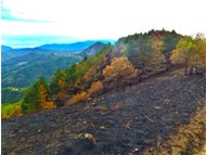  Incendio sul Monte Proventino, Valbrevenna - ValBrevenna - 2017 - Woods - Summer - Voto: Non  - Last Visit: 25/5/2024 9.23.21 
