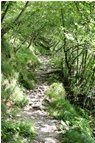  Vecchio sentiero Tonno - Chiappa - ValBrevenna - 2014 - Woods - Summer - Voto: Non  - Last Visit: 28/9/2023 19.12.33 